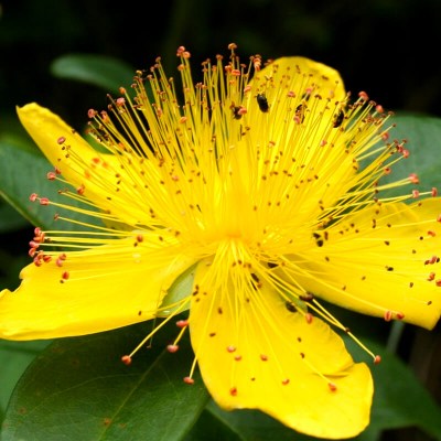 fleur millepertuis, macérât rouge éclatant 